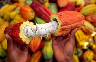 Performance : le cacao camerounais inspire le Togo