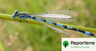 Le vivant se réveille : c'est le mois d'« agrion »