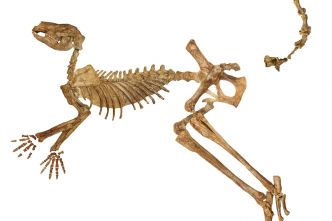 Un kangourou préhistorique de 170 kg identifié en Australie