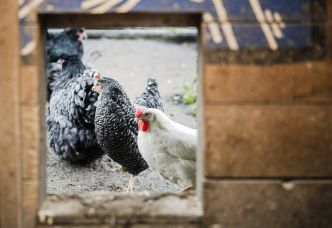 La poule, le nouvel animal domestique qui fait fureur dans les jardins suisses