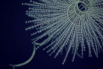 Le premier animal bioluminescent serait apparu il y a 540 millions d'années