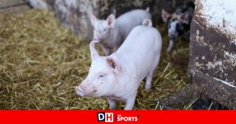 Un couple d'agriculteurs de la région de Bastogne poursuivi à Arlon car ils élèvent leurs porcelets sans permis