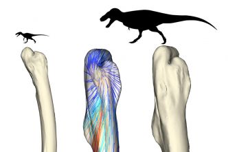Le fémur était la botte secrète de l'évolution des dinosaures bipèdes géants