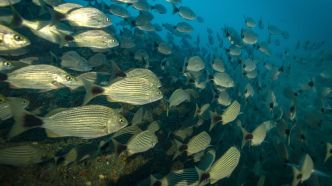Biodiversité : les aires marines protégées ne sont pour la plupart pas efficaces pour permettre une conservation pérenne des écosystèmes