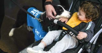 Turquie. A l'aéroport d'Istanbul, cinq chiens chargés de détendre les passagers stressés