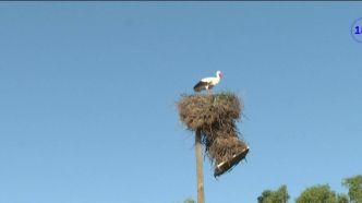 Portugal : pourquoi les cigognes migrent de moins en moins vers l'Afrique
