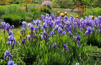 Les iris des jardins, des merveilles à cultiver