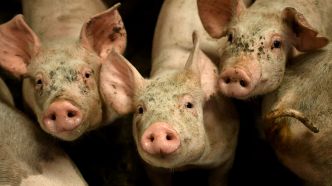"Le vrai risque, c'est vraiment le porc": la présidente du Covars se veut rassurante sur l'épidémie de grippe aviaire