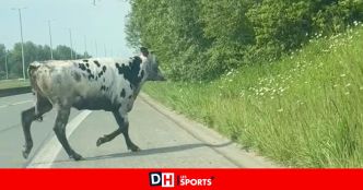 Scène surréaliste à Dottignies : une vache finit dans un parebrise sur l'A17... avant de continuer son chemin !