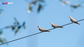 Pourquoi les oiseaux ne s'électrocutent-ils pas quand ils se posent sur les fils électriques ? | TF1 INFO