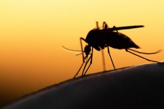Reconnaître la dengue : les symptômes clés à surveiller