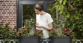 Conseils jardinage. Tous nos conseils pour bien cultiver vos tomates sur votre balcon