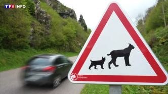 VIDÉO - "Attention lynx !" : dans le Jura, des panneaux pour sensibiliser les automobilistes à ces félins en danger | TF1 INFO