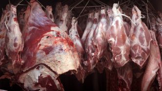 «Au cœur de la bête», plongée dans un abattoir avec Lorrain Voisard