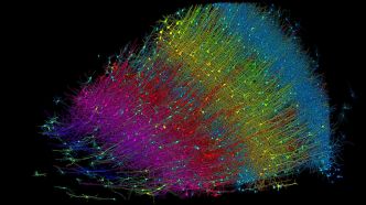 La première cartographie du cerveau humain à l'échelle du nanomètre révèle l'invisible !