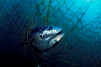 « L'Union européenne a adopté un modèle de pêche au thon néocolonial, exploitant à outrance les ressources et asservissant les économies locales »