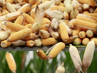 Les fonds sortent des positions courtes sur le maïs et le soja du CBOT alors que les inquiétudes liées aux conditions météorologiques s'intensifient - Braun