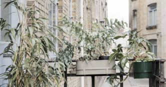 Quelles sont les plantes les plus faciles à entretenir pour un balcon mi-ombre mi-soleil ?