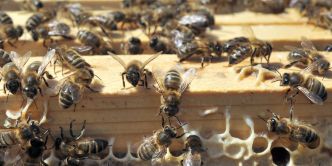 États-Unis : un camion transportant 15 millions d'abeilles se renverse sur une autoroute