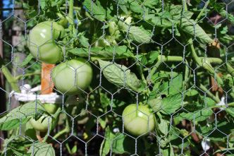 Et si vous cultiviez vos tomates en cage ? Explication et conseils