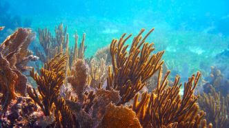Déforestation, agriculture… La protection des coraux passe par une action concertée