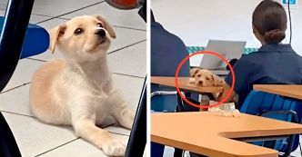 Une étudiante mexicaine adopte un chien errant qui devient la mascotte adorée de son université à Ensenada