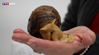 VIDÉO - Animaux insolites : quand Speedy l'escargot géant se fait ausculter chez le vétérinaire | TF1 INFO