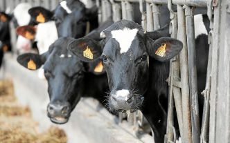 GDS Bretagne accentue sa lutte contre les maladies virales bovines