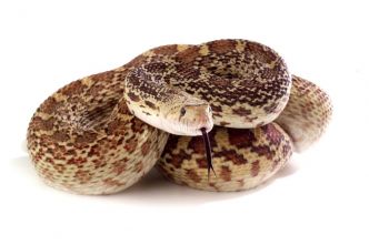 Un serpent vivant retrouvé dans une cabine d'essayage : aucun blessé, mais grosse frayeur