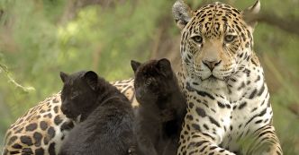 Rythmes de la jungle : L’amour entre panthères noires et jaguars