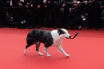Cannes 2024 : la première superstar à fouler le tapis rouge y a sûrement laissé quelques poils