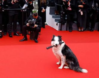 Le chien Messi, star de Cannes 2024