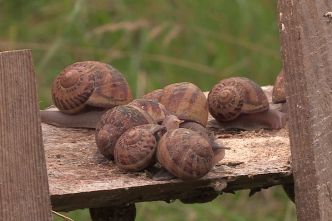 Escargots et limaces au jardin : 15 astuces utiles pour s'en débarrasser
