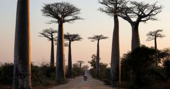 Comment le baobab est parti de Madagascar pour conquérir l'Afrique et l'Australie