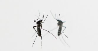 Dengue : la France métropolitaine face à une flambée record