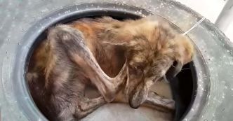 Histoire de Figo : Le sauvetage émouvant d’un chien abandonné dans un vieux pneu