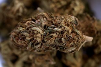Drogues: Le cannabis va être classé comme moins dangereux aux États-Unis