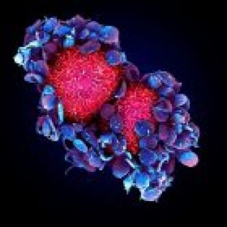 Propagation des cancers: cibler les plaquettes pour contrer les métastases ?