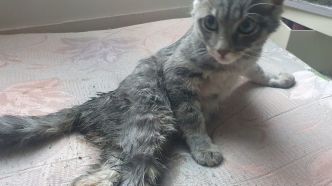 Seine-Saint-Denis : retrouvé gisant sur le trottoir, ce chaton a probablement été victime de sévices sexuels