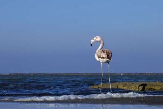 En Méditerranée, les oiseaux des zones humides menacés par la montée du niveau de la mer