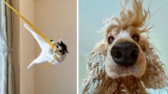 Ces photos d'animaux hilarantes sont finalistes du concours Comedy Pet Photography Awards et elles valent le détour !