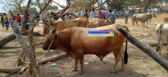 Vol de bétail à Labé : « J’ai trouvé Thierno Oulamaou et ses deux enfants en train d'égorger ma vache... »
