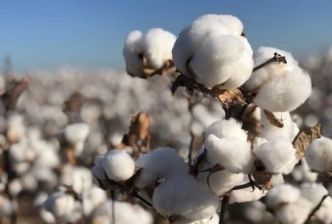 Le Burkina Faso cible une production de près de 600 000 tonnes de coton en 2024/2025