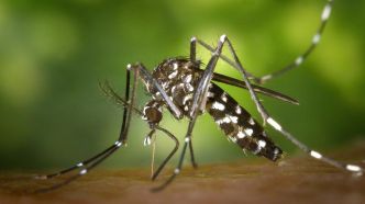 Point épidémiologique : La leptospirose amorce sa baisse, mais la dengue repart à la hausse