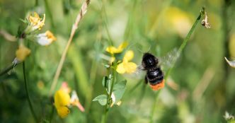 Près de la moitié des abeilles sauvages indigènes sont menacées en Suisse