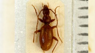 L'Anophthalmus hitleri, insecte nommé en l'honneur d'Adolf Hitler, est autorisé à garder son nom