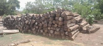 Guinée/Kindia : vaste opération de la BAC Environnementale sur le trafic transnational de bois