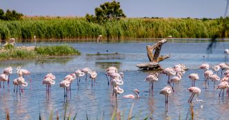 Le réchauffement climatique menace les zones humides méditerranéennes et leurs oiseaux