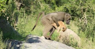 Au Kruger, le comportement étonnant des babouins : quand le prédateur devient protecteur