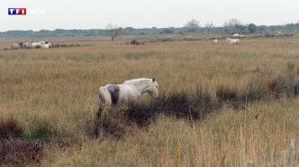 Projet de ligne très haute tension en Camargue : bientôt une ZAD en pays d'Arles ? | TF1 INFO